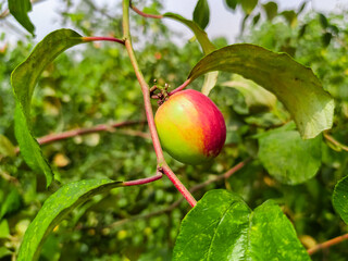 Obraz premium Red apples are blooming on the branches of the garden.