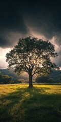 Fototapeta premium Majestic oak tree standing alone in a field beneath dramatic skies