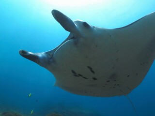 Manta ray swimming in the blue ocean, under the sun from the surface. Scuba diving adventure trip...