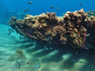 Underwater shipwreck with corals and fish. Colorful sunken rusty ship with underwater wildlife....