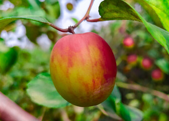 
Red apples are blooming on the branches of the garden.