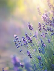 Naklejka premium Lavender flowers bloom beautifully under soft sunlight in a garden