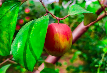 
Red apples are blooming on the branches of the garden.