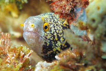 Moray eel head profile. Underwater animal on the tropical coral reef. Colorful ocean wildlife reef...