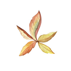 Watercolor o beautiful colorful autumn leaf on a white background. Good for postcards, books, invitations, greeting cards, wallpaper and textiles.