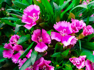 Beautiful Pink flowers in the garden.