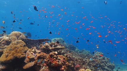 Tropical underwater reef scenery with fish in the shallow blue water. Scuba diving on the exotic...