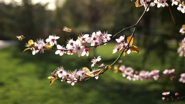 Blooming tree