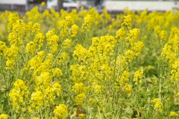 黄色く満開の春の花　菜の花