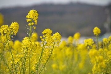黄色く満開の春の花　菜の花