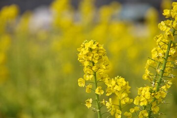 黄色く満開の春の花　菜の花