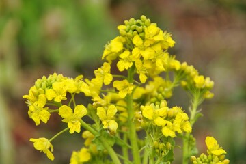 黄色く満開の春の花　菜の花