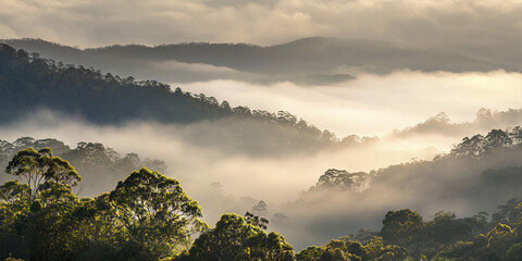 Misty morning in lush rainforest with foggy hills and trees