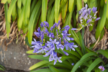 Close-up image of the beautiful deep blue Agapanthus summer flowers also known as the African Lily