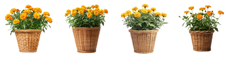 Lush blooming orange marigold flowers growing in rustic wicker planters creating a cheerful and natural display