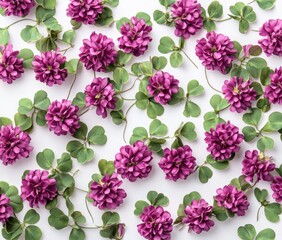 Pretty pink clover flowers on white background