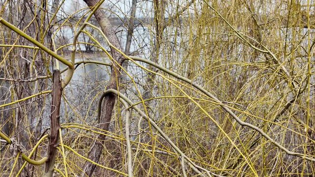 Salix L, Salix caprea L, long hanging tree branches, willow branches, yellow tree bark, first buds and leaves on branches, trees in early spring