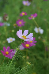 Close-Up of Cosmos Flower Against a Blue Sky – Soft Summer Colors