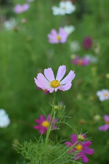 Close-Up of Cosmos Flower Against a Blue Sky &ndash; Soft Summer Colors