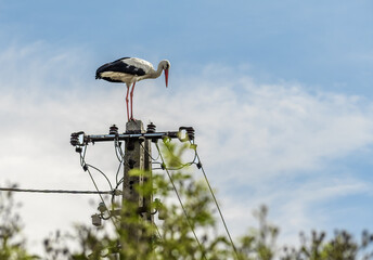 Ornitologia i obserwacja dzikich zwierząt, duże ptaki bocian biały z czerwonymi nogami  © Paweł Kacperek