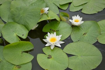 Blooming Pink and Yellow Water Lilies on a Pond in Summe