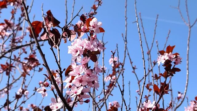 Cherry plum: a species of Prunus, its botanical name is Prunus cerasifera (nigra variety).