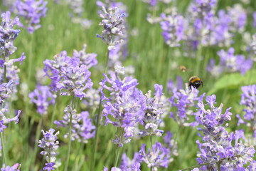 Macro Shot of Lavender Field with Bees and Bumblebees Pollinating