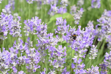 Macro Shot of Lavender Field with Bees and Bumblebees Pollinating