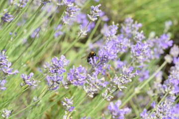 Macro Shot of Lavender Field with Bees and Bumblebees Pollinating