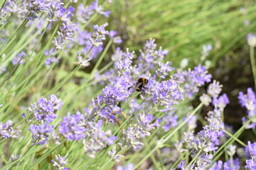 Obraz premium Macro Shot of Lavender Field with Bees and Bumblebees Pollinating