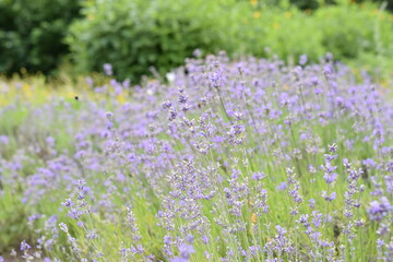 Obraz premium Macro Shot of Lavender Field with Bees and Bumblebees Pollinating