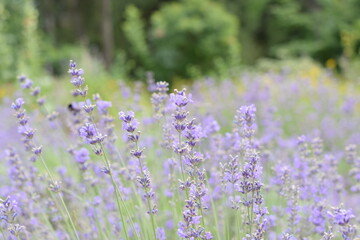 Fototapeta premium Macro Shot of Lavender Field with Bees and Bumblebees Pollinating