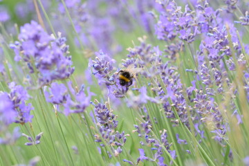 Macro Shot of Lavender Field with Bees and Bumblebees Pollinating