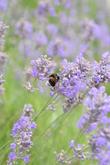 Macro Shot of Lavender Field with Bees and Bumblebees Pollinating