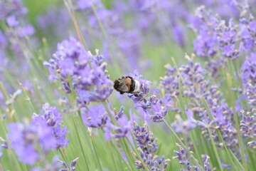 Macro Shot of Lavender Field with Bees and Bumblebees Pollinating