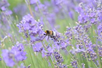 Macro Shot of Lavender Field with Bees and Bumblebees Pollinating