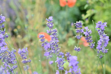 Macro Shot of Lavender Field with Bees and Bumblebees Pollinating