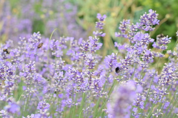 Macro Shot of Lavender Field with Bees and Bumblebees Pollinating