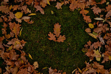 autumn leaves background