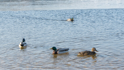 In a city pond at the end of winter, a lively flock of ducks navigates the icy waters, showcasing their resilience against the cold as they prepare for the arrival of spring.