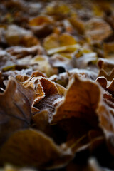autumn leaves on stone