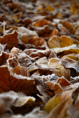 autumn leaves on stone