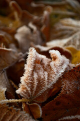 frozen leaves on ice © Dydziu_foto