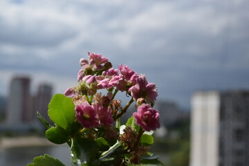 Spring Bouquet of Lilies of the Valley and Pink Flowers by the Window
