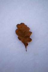 maple leaf on the ground