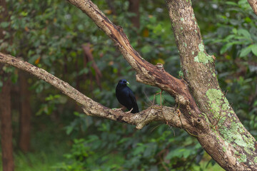 Männlicher Seidenlaubenvogel sitzt an einem Ast. Australien (NSW)