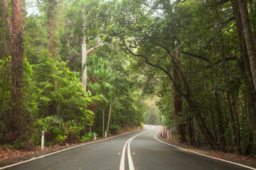 Obraz premium Strasse durch den Königlichen Nationalpark in NSW bei Sydney. Lady Wakehurst Drive. 