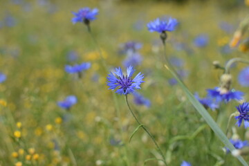 Macro Shot of Delicate Purple Flowers in a Field