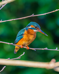 kingfisher on branch