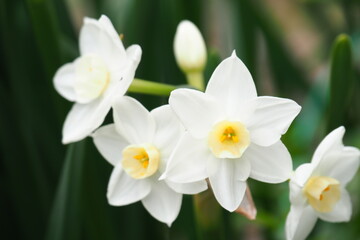 春の花　満開のスイセン